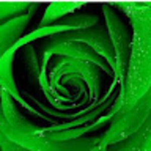 Meet your Posher, Aisha